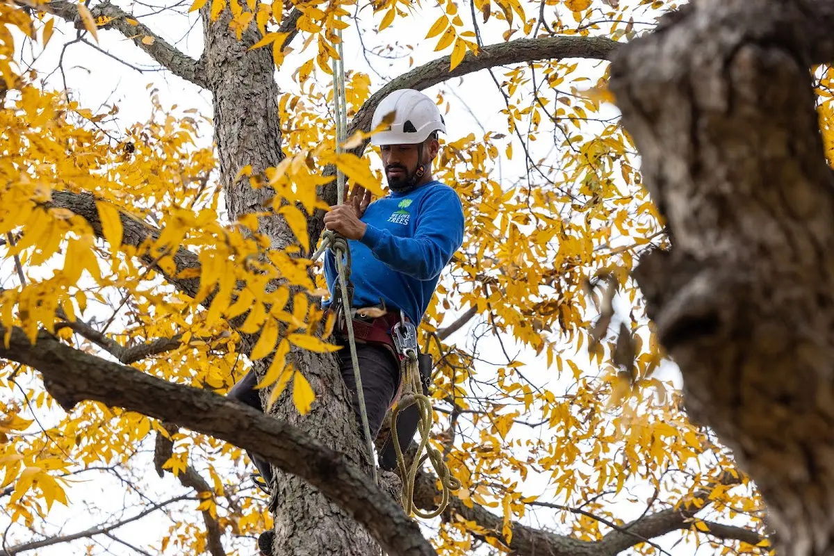 Skilled Tree Pruning crew working in Brownsville